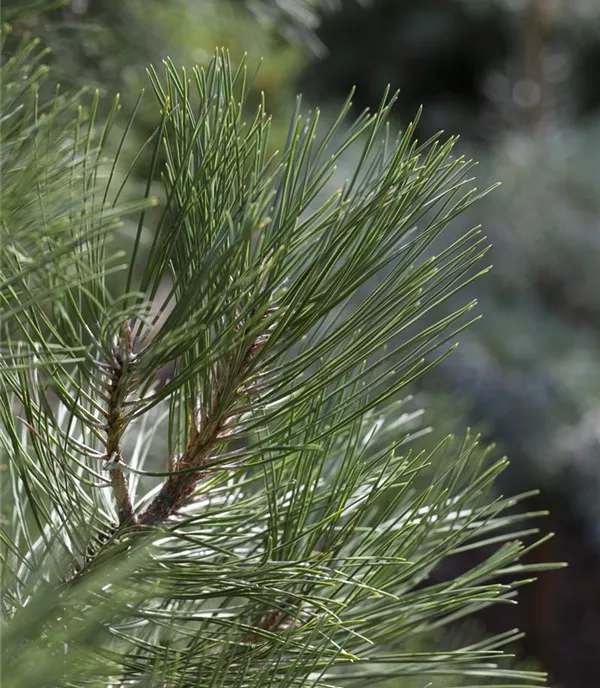 Pinus nigra 'Nana'