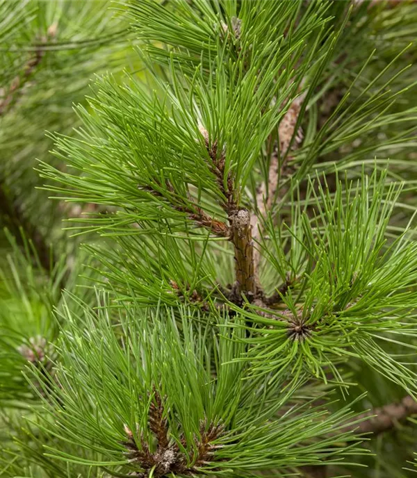 Pinus nigra ssp. nigra