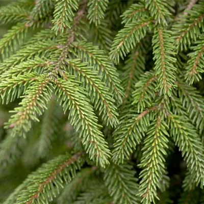 im Container 100-125 - Orientfichte - Picea orientalis 'Aureospicata'