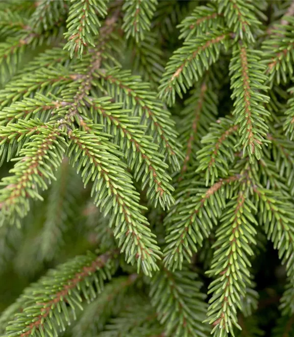 Picea orientalis 'Aureospicata'