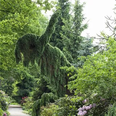 im Container Höhe 125-150cm - Serbische Hängefichte 'Pendula' - Picea omorika 'Pendula Select'