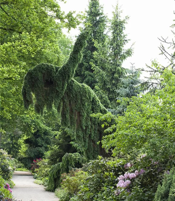 Picea omorika 'Pendula Select'