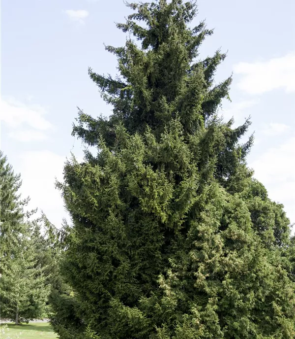 Picea orientalis