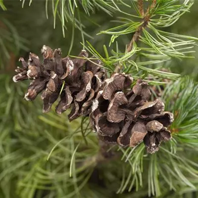 im Container Höhe 70-80cm - Mädchenkiefer 'Tempelhof' - Pinus parviflora 'Tempelhof'