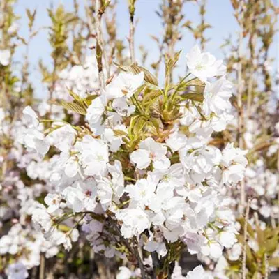 im Container 125 - 150 - Japanische Kirsche - Prunus serrulata 'Amanogawa'