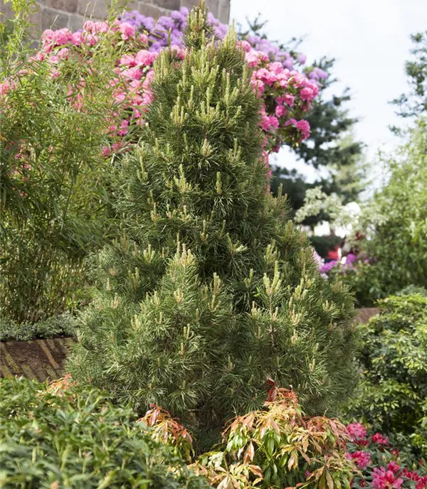 Pinus sylvestris 'Globosa Viridis'