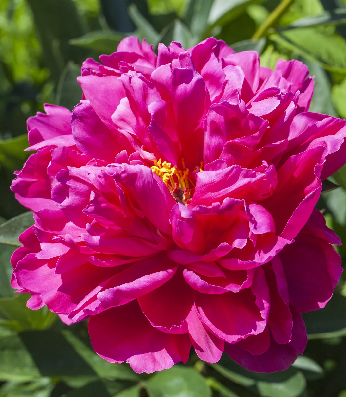 Paeonia suffruticosa rosa