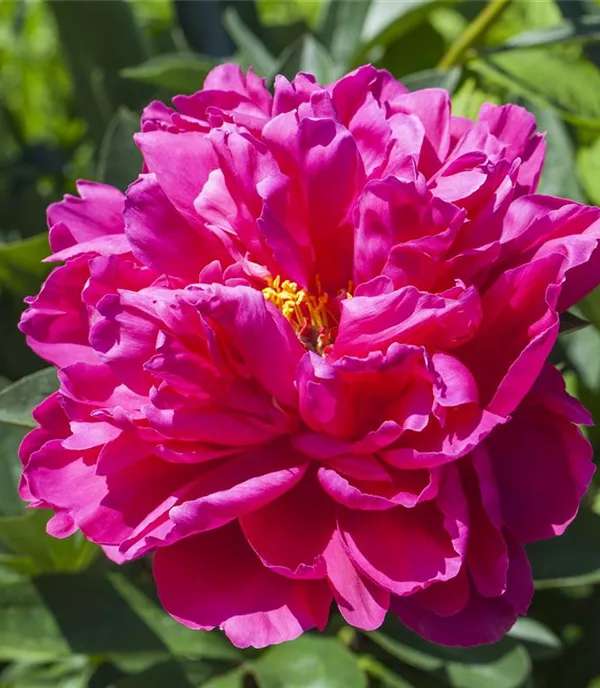 Paeonia suffruticosa rosa