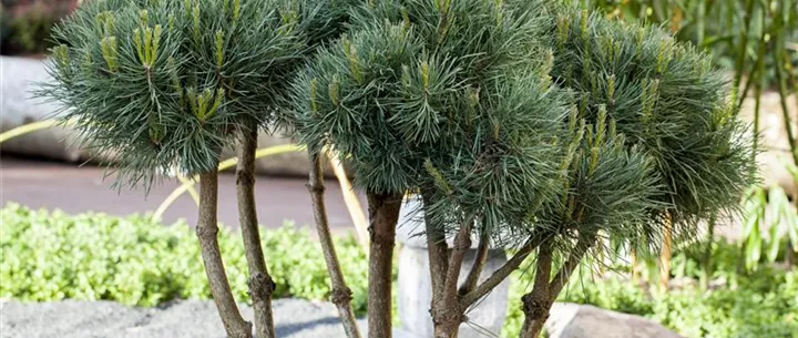 Pinus sylvestris 'Watereri'