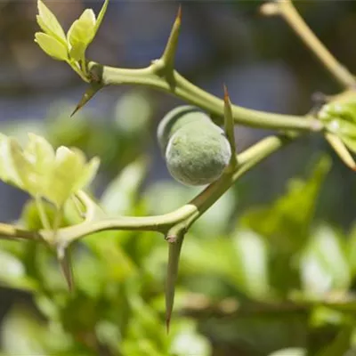 im Container 30 - 40 - Bitterorange - Poncirus trifoliata