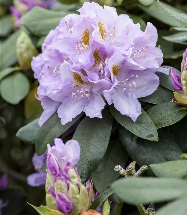 Rhododendron 'Blutopia'