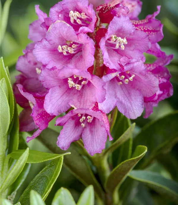 Rhododendron ferrugineum