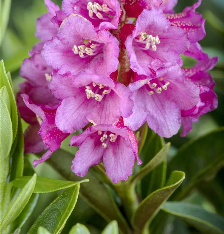 Alpenrose - Rhododendron ferrugineum