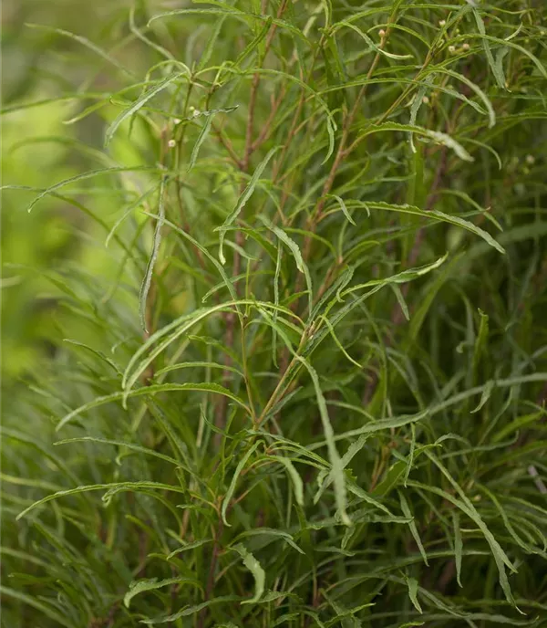 Rhamnus frangula 'Fine Line'