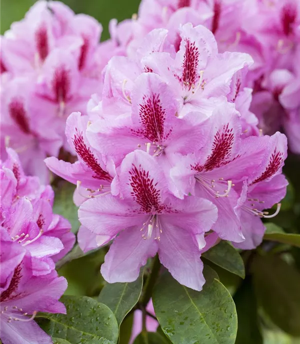 Rhododendron 'Furnivall's Daughter'