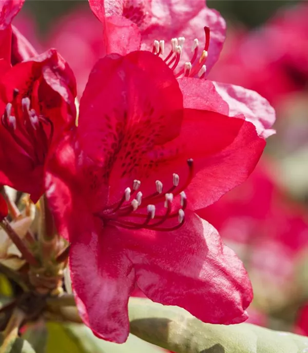 Rhododendron 'Hachmann's Feuerschein'