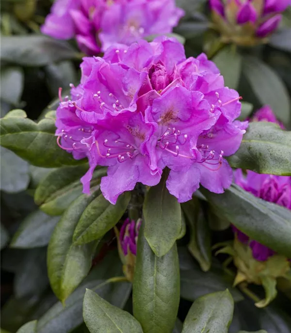 Rhododendron 'Lee's Dark Purple'