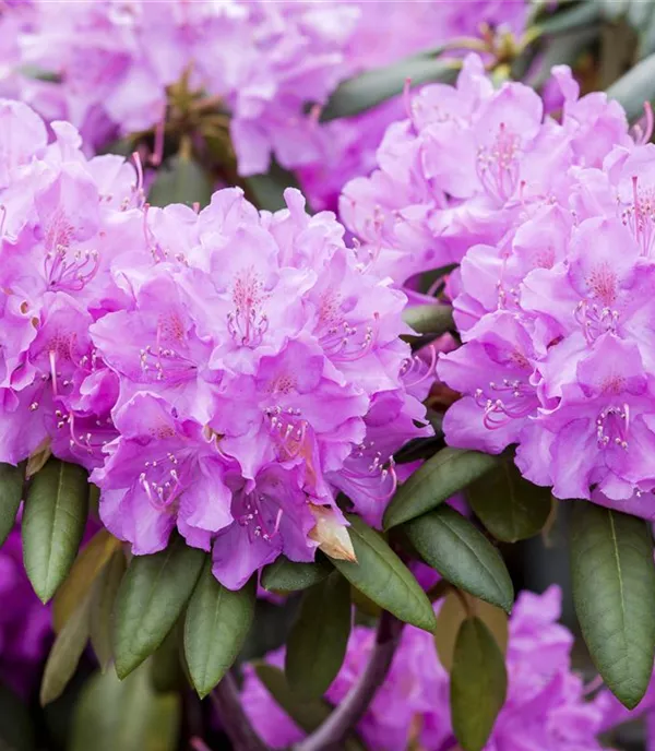 Rhododendron 'Roseum Elegans'