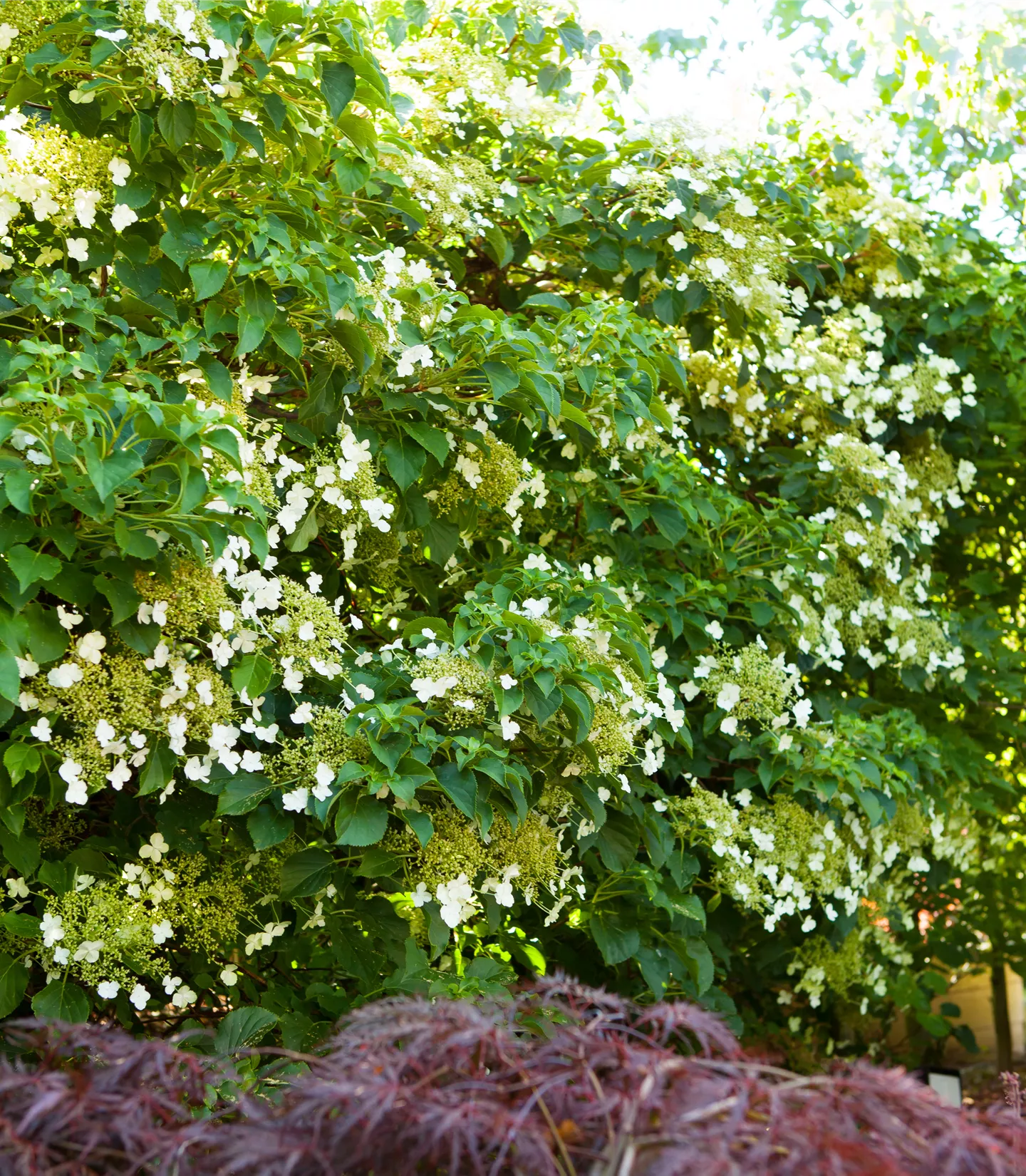 Hydrangea anomala ssp. petiolaris