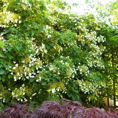 im Container 40 - 50 - Kletterhortensie - Hydrangea anomala ssp. petiolaris