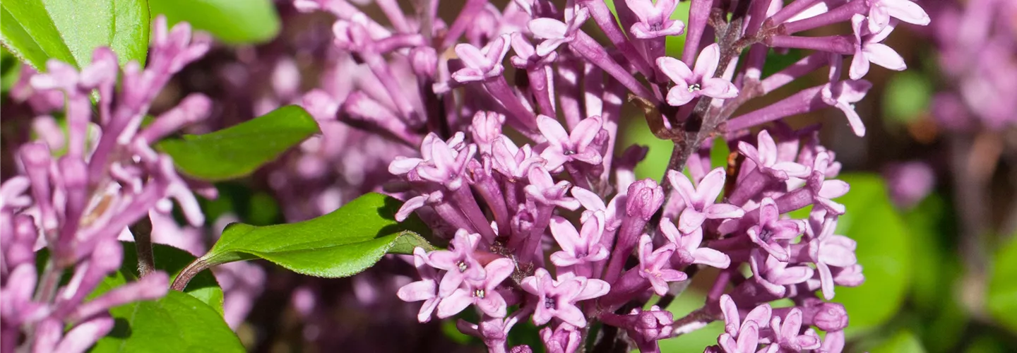 Syringa meyeri (GS430844.jpg)