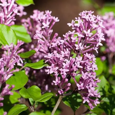 im Container Höhe 70-80cm - Flieder - Syringa (Villosae-Gruppe) 'Royalty'