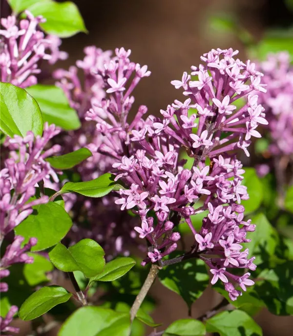 Syringa (Villosae-Gruppe) 'Royalty'