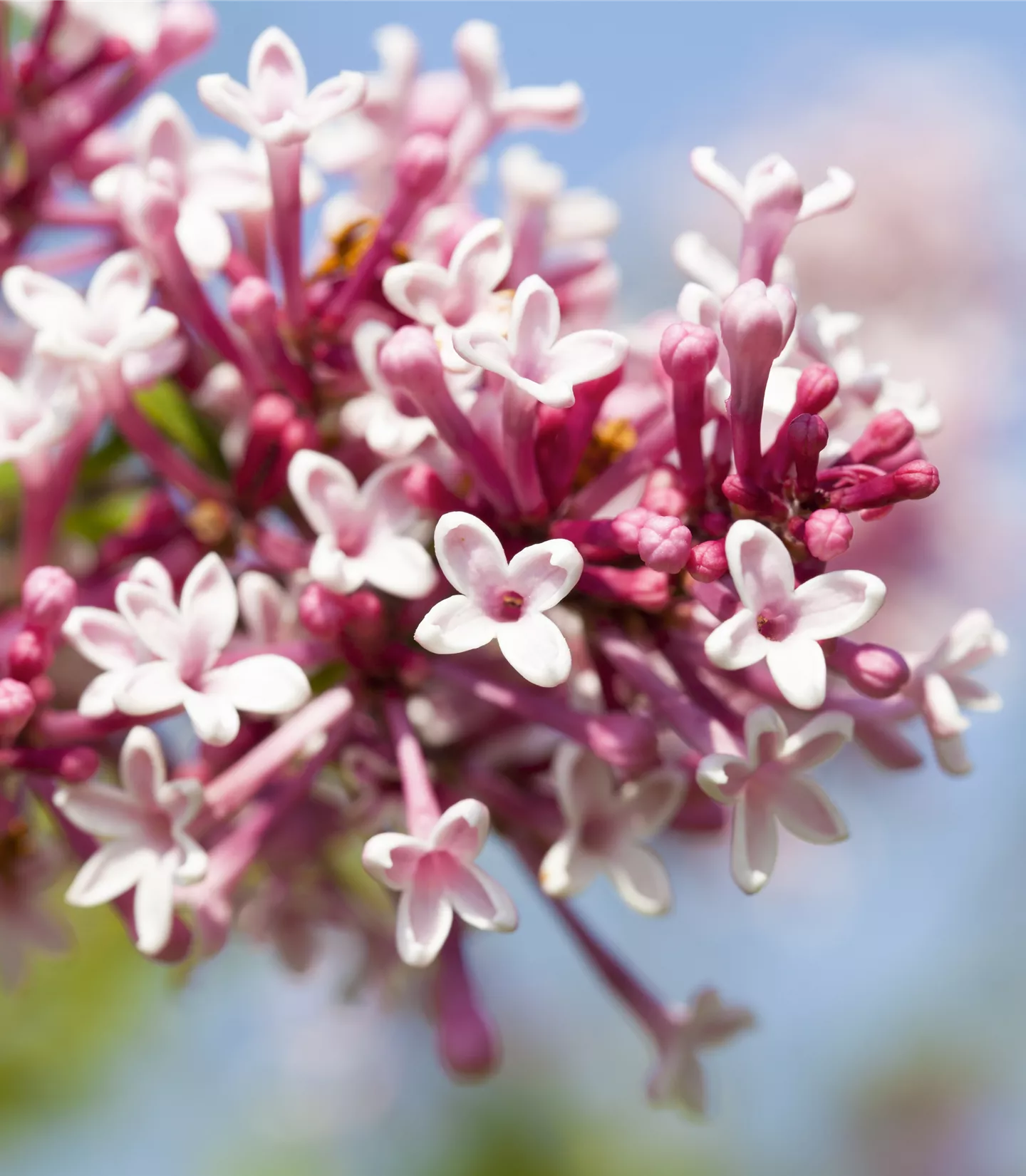 Syringa microphylla 'Superba'