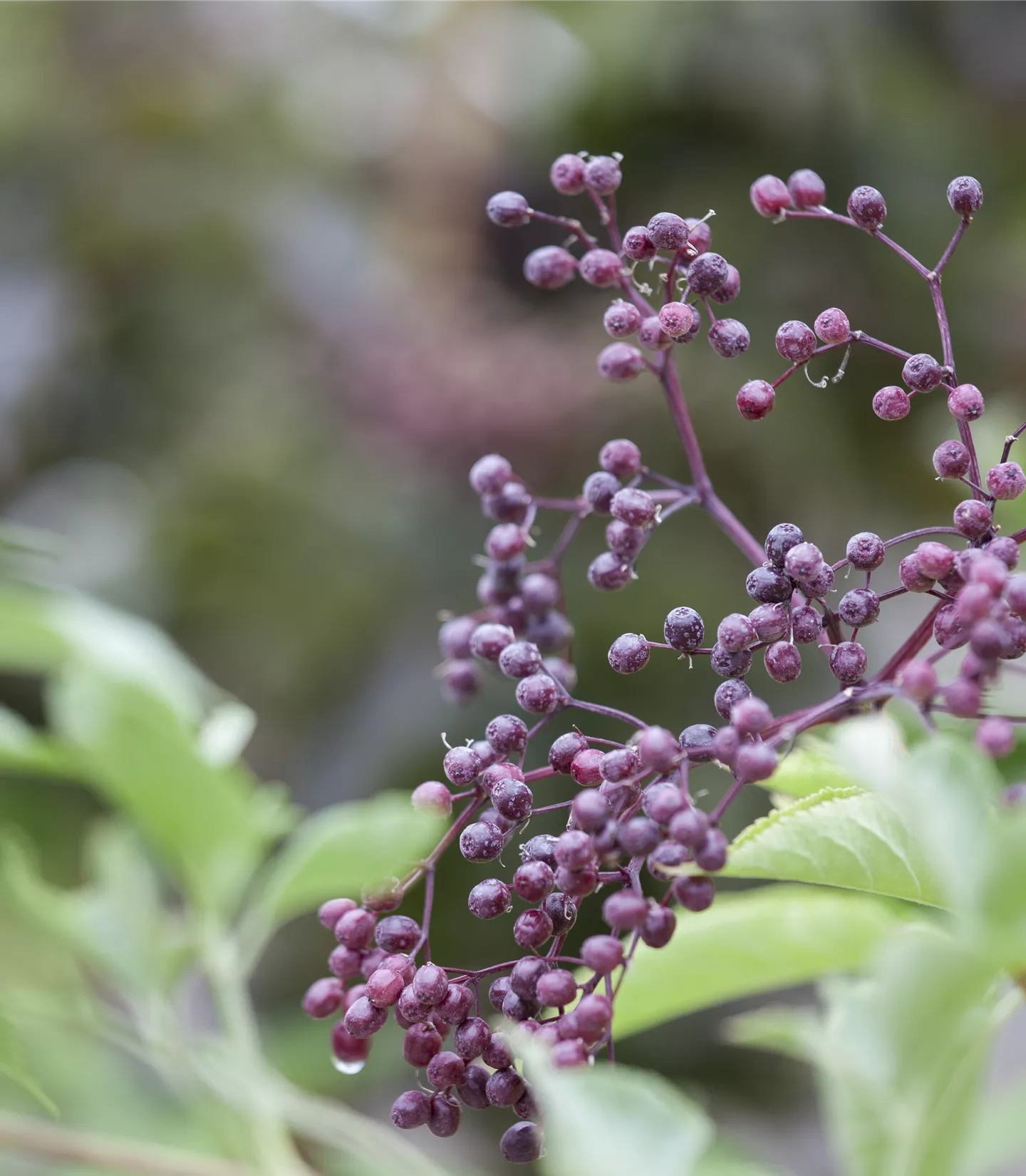 Sambucus nigra 'Guincho Purple'