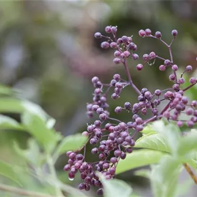 im Container 225 - 250cm - Schwarzer Holunder - Sambucus nigra