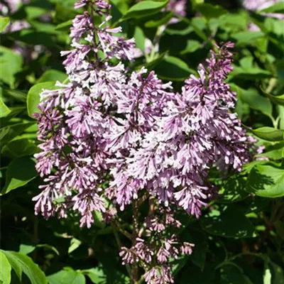 Container 50 - 60 - Flieder - Syringa patula 'Miss Kim'