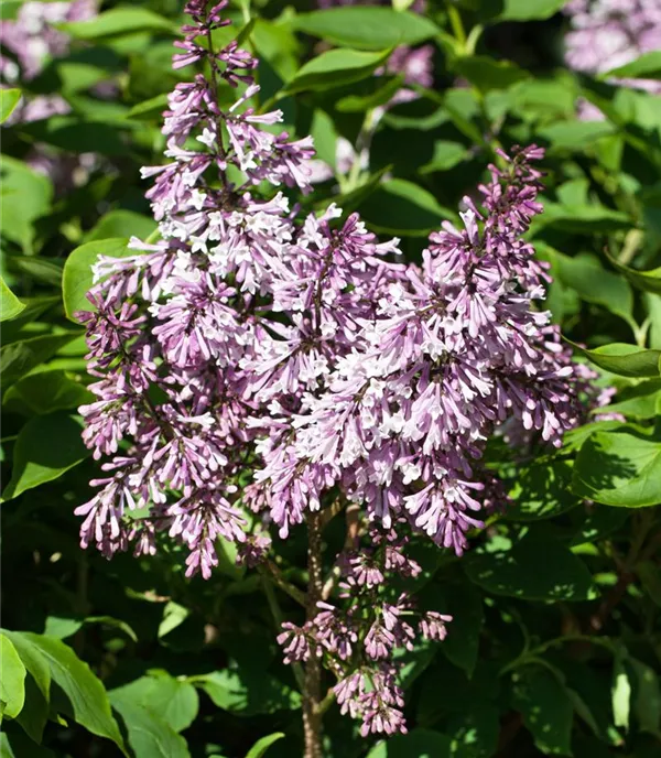 Syringa patula 'Miss Kim'