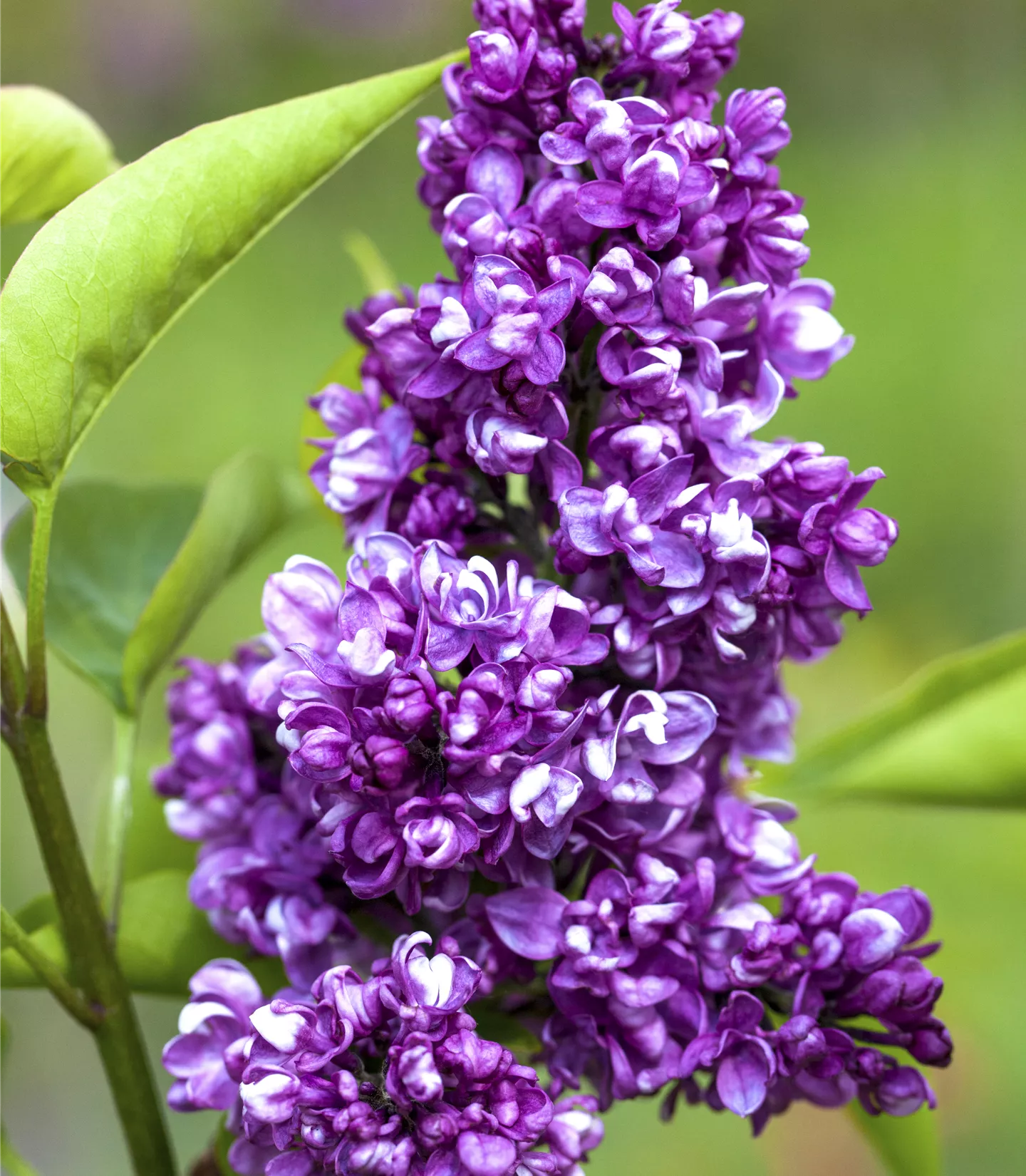 Syringa vulgaris 'Charles Joly'