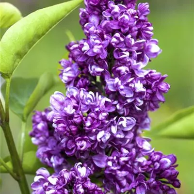 Container 70 - 80 - Gewöhnlicher Flieder - Syringa vulgaris 'Charles Joly'