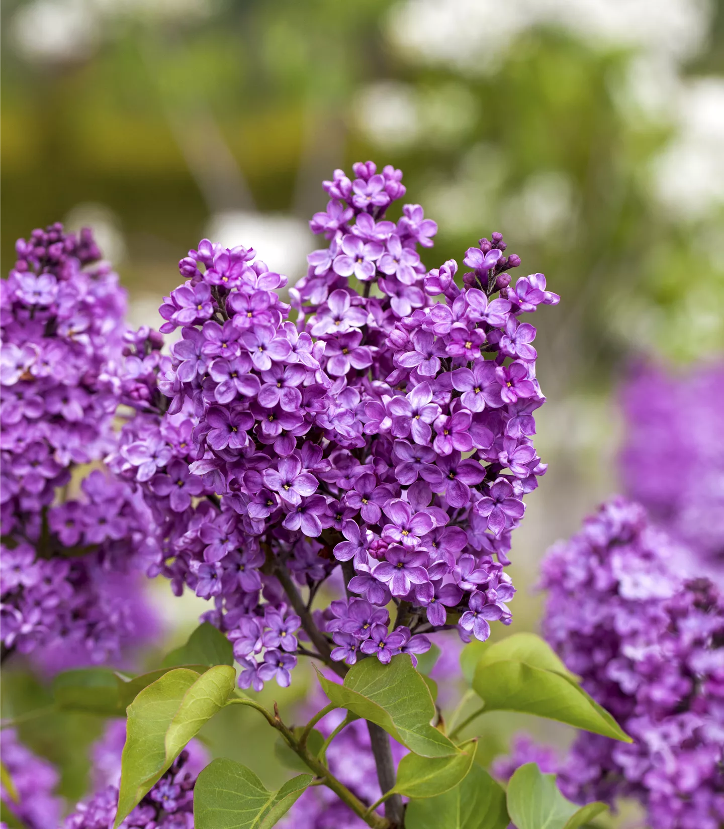 Syringa vulgaris 'Katherine Havemeyer'