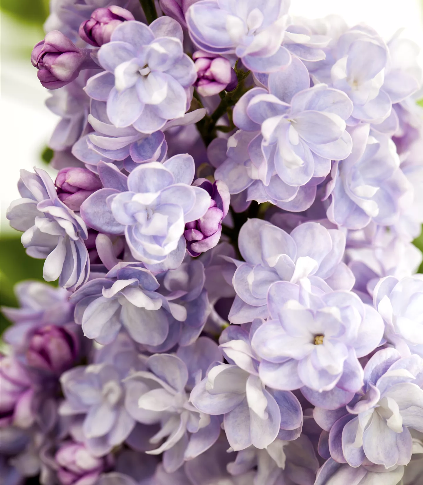 Syringa vulgaris 'Michel Buchner'