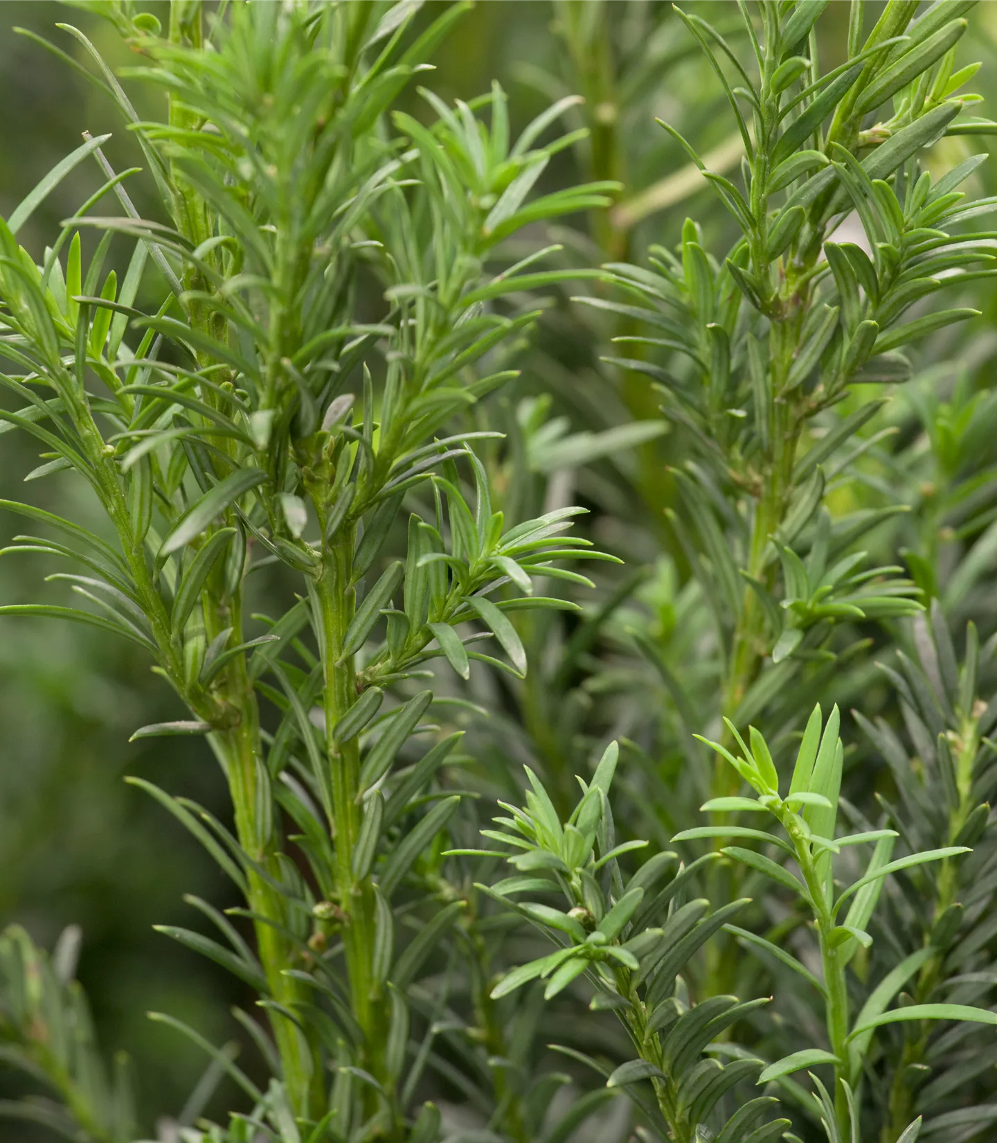 Taxus baccata 'Schwarzgrün'