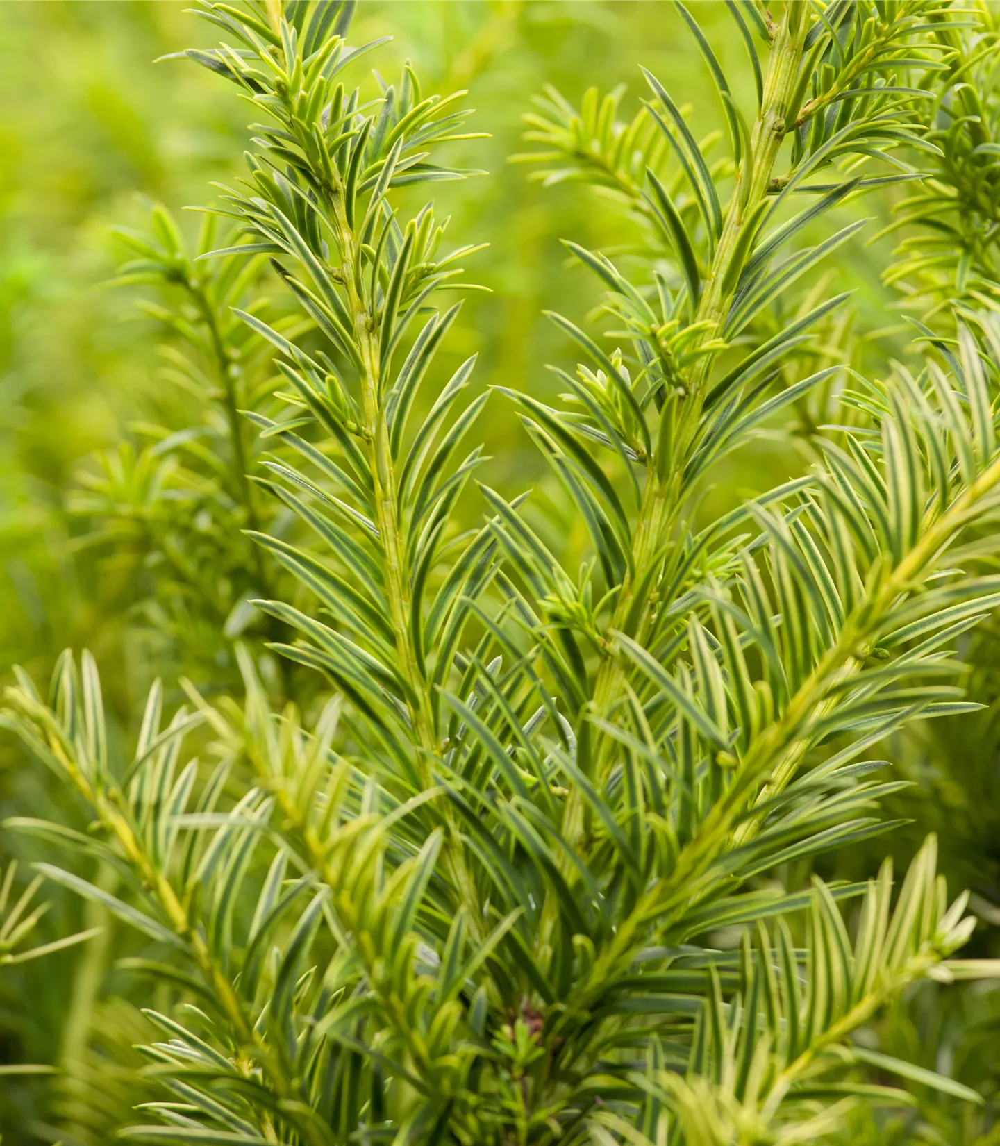 Taxus baccata 'Semperaurea'