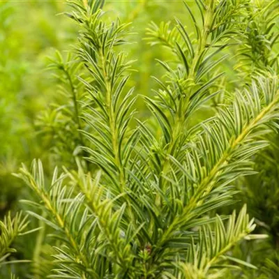 Container 50 - 60 - Eibe - Taxus baccata 'Semperaurea'