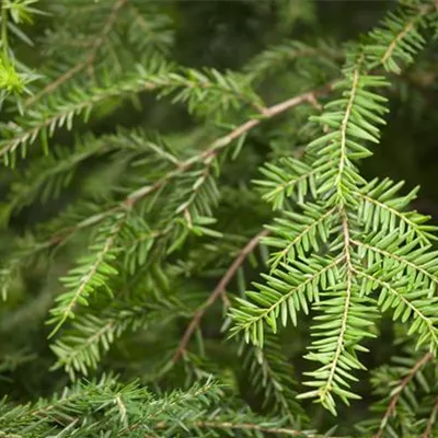 im Container 100-125 - Kanadische Hemlocktanne - Tsuga canadensis