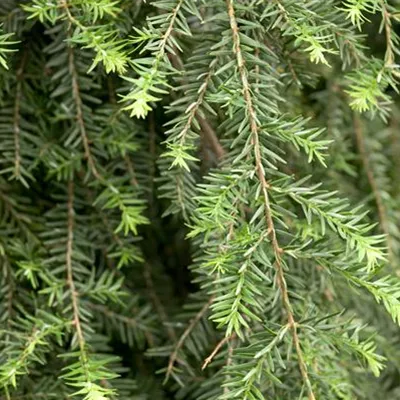 Container 70 - 80 - Kanadische Hemlocktanne - Tsuga canadensis 'Pendula'