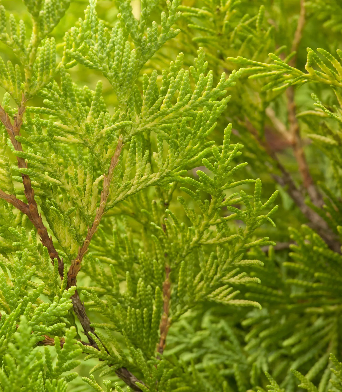 Thuja occidentalis 'Sunkist'