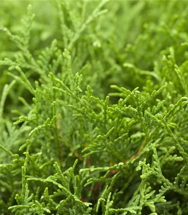 Thuja occidentalis 'Tiny Tim'