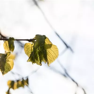 Hochstamm mit Ballen Stammumfang 12 - 14cm - Sommerlinde - Tilia platyphyllos