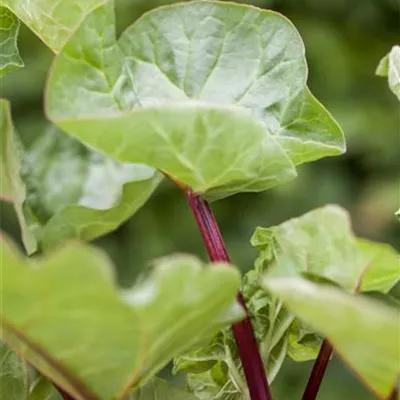 im Container - Rheum (Rhabarber) 'Holsteiner Blut'