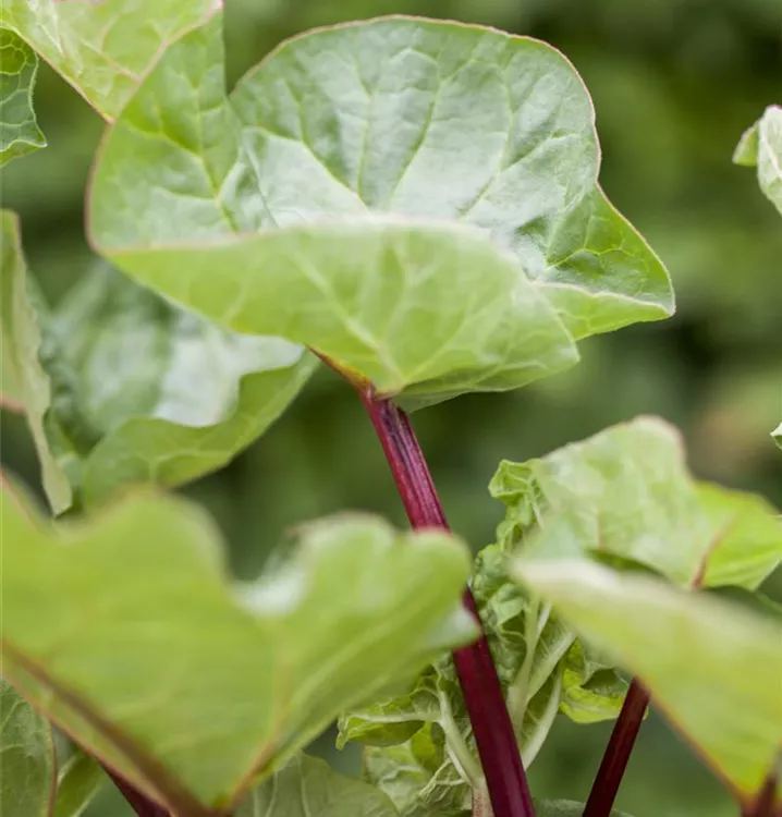 Rheum (Rhabarber) 'Holsteiner Blut'