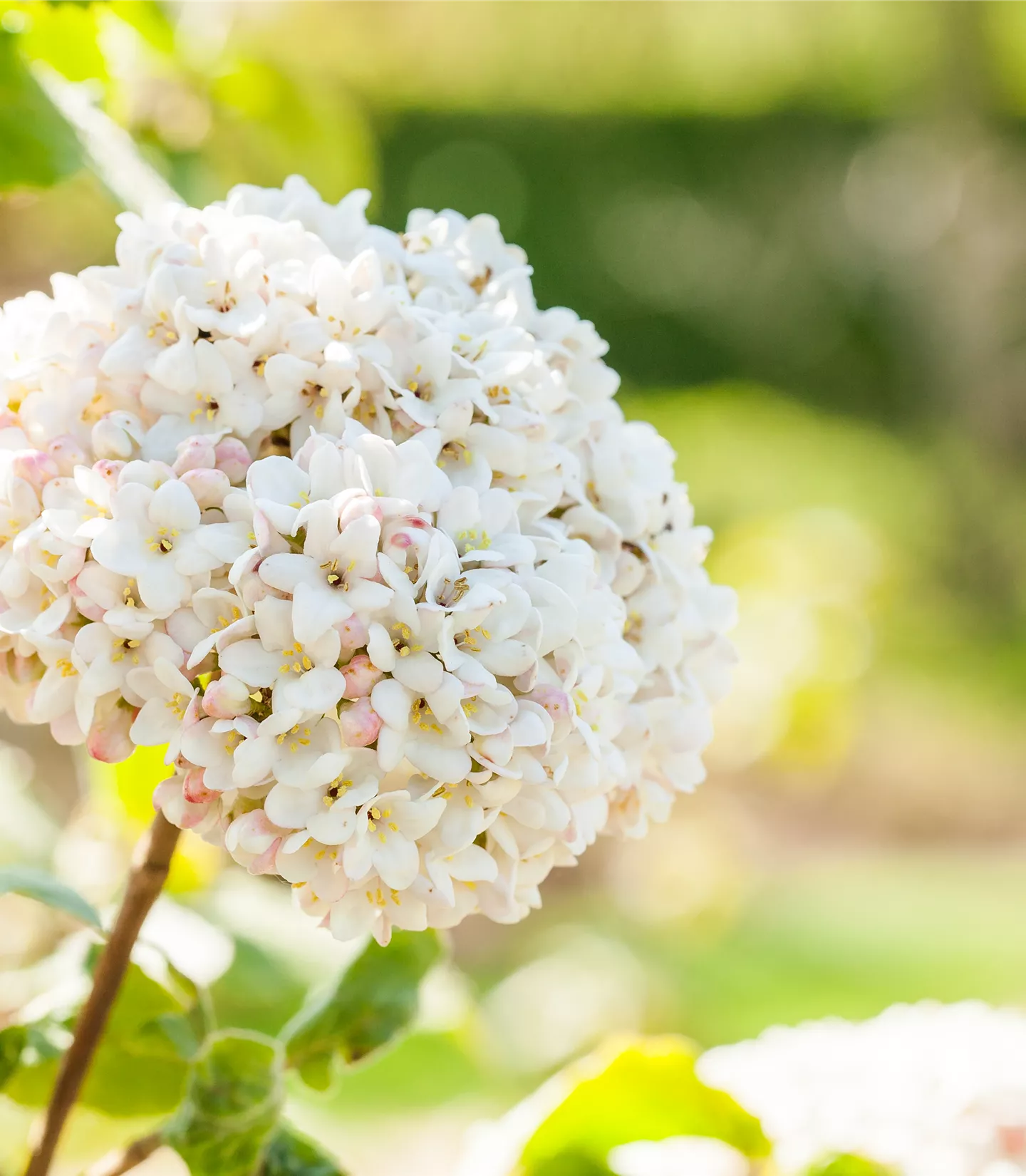 Viburnum carlcephalum (x)