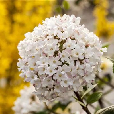 Container 60 - 70 - Schneeball - Viburnum carlesii