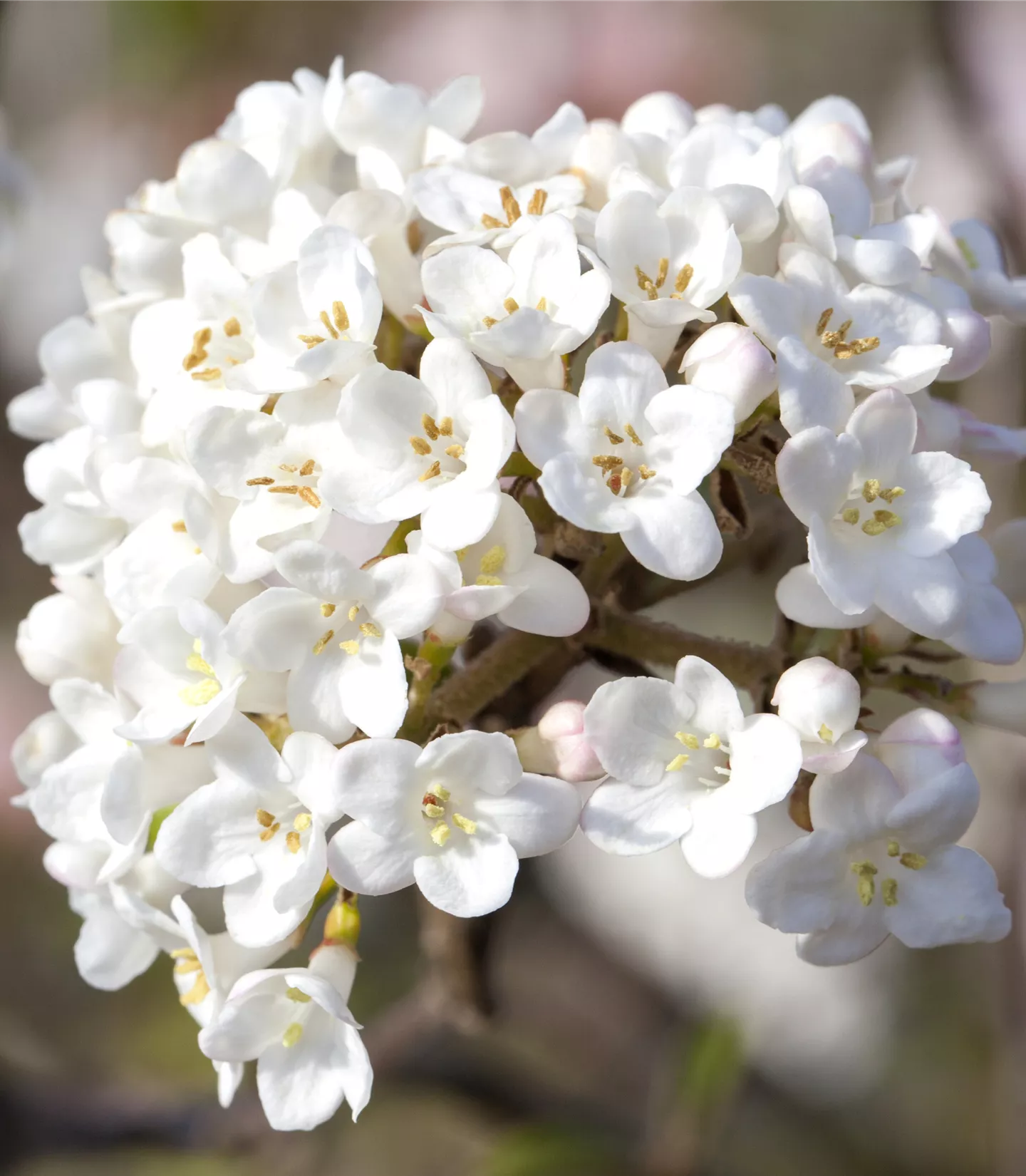 Viburnum carlesii 'Aurora'