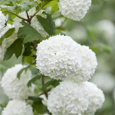 Container 70 - 80 - Gemeiner Schneeball - Viburnum opulus 'Roseum'